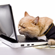 Image for article titled If Cats Watched Porn, I Guess They'd Watch This